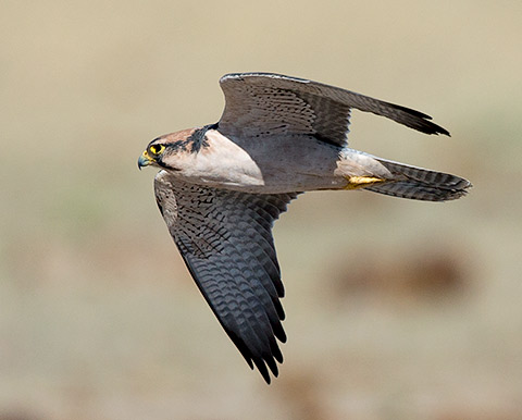 Lanner Falcon in flight